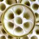 Moulin des Loups oyster plates and matching dish - 1970
