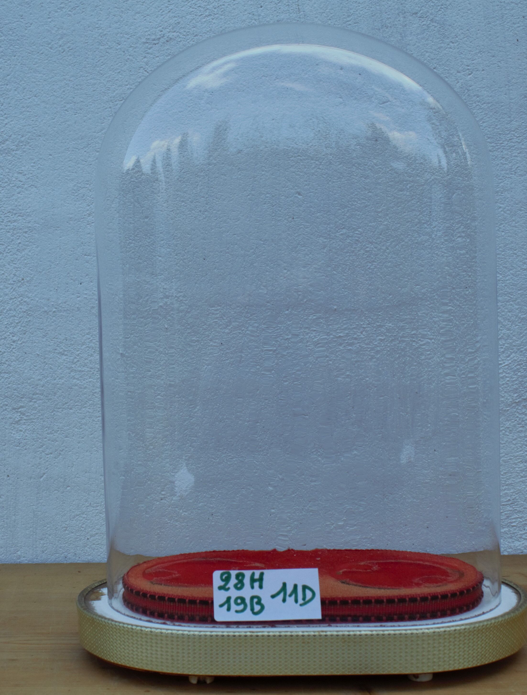 Oval wedding globe in glass 28 cm high