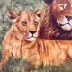 Oil on canvas "Couple of felines" by Dominique PROTTI-BARAIZE