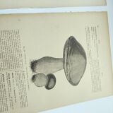 Gravures botaniques de 1897 - 3 Planches Champignons - Planches originales ancienne dont Cèpe