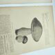Botanical engravings from 1897 - 3 Mushroom Plates - Old original plates including Cep