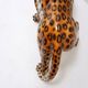 Ceramic sculpture of a leopard by "Ceramiche Boxer" - Italy