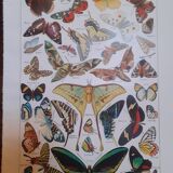 Lithograph on butterflies from 1948