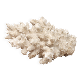 White coral, 50s