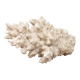 White coral, 50s