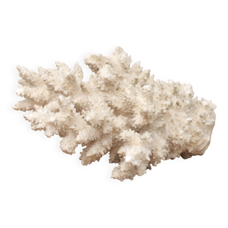 White coral, 50s
