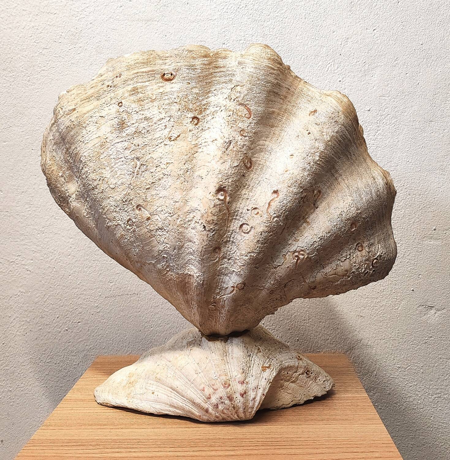 Clam shell lamp