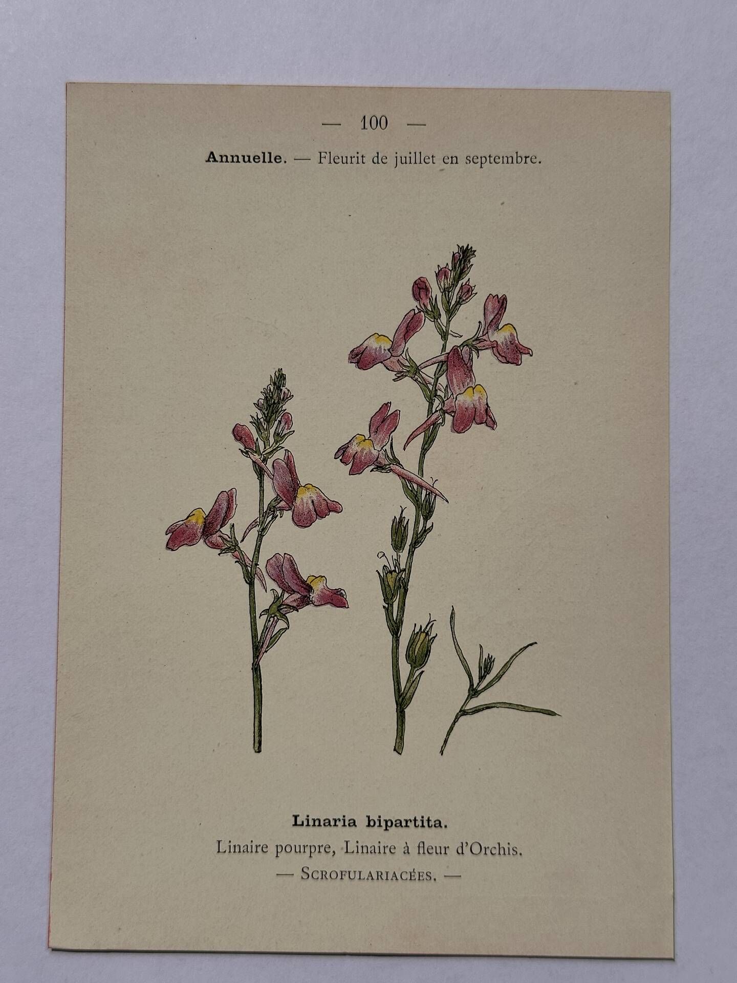 Botanical engraving 19th century naturalist poster French flower wine