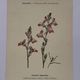 Botanical engraving 19th century naturalist poster French flower wine