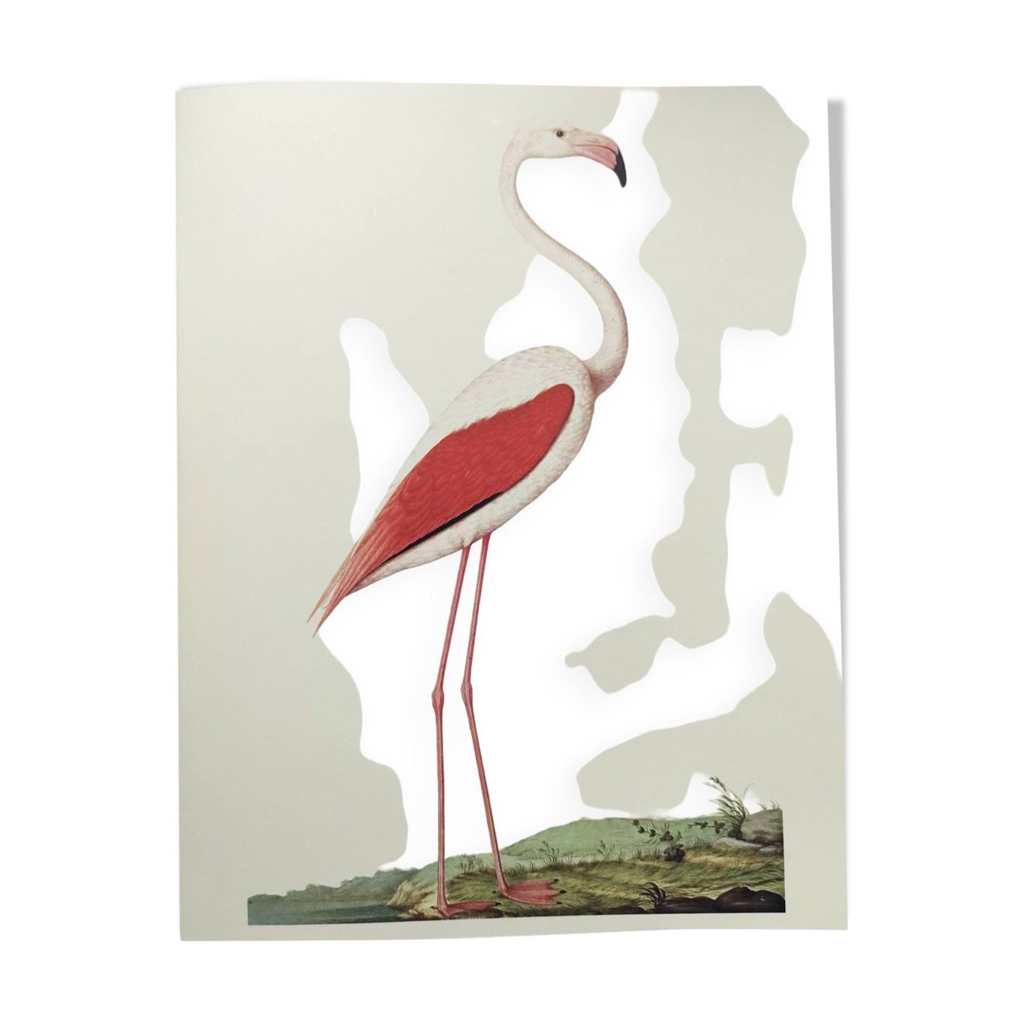 Old board - Pink flamingo - Vintage zoological and ornithological illustration - Bird
