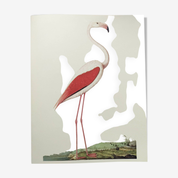 Old board - Pink flamingo - Vintage zoological and ornithological illustration - Bird