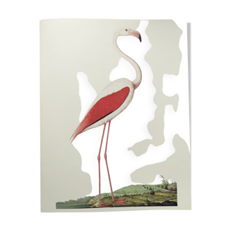 Old board - Pink flamingo - Vintage zoological and ornithological illustration - Bird