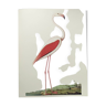 Planche ancienne -Flamant rose- Illustration zoologique et ornithologique vintage - Oiseau