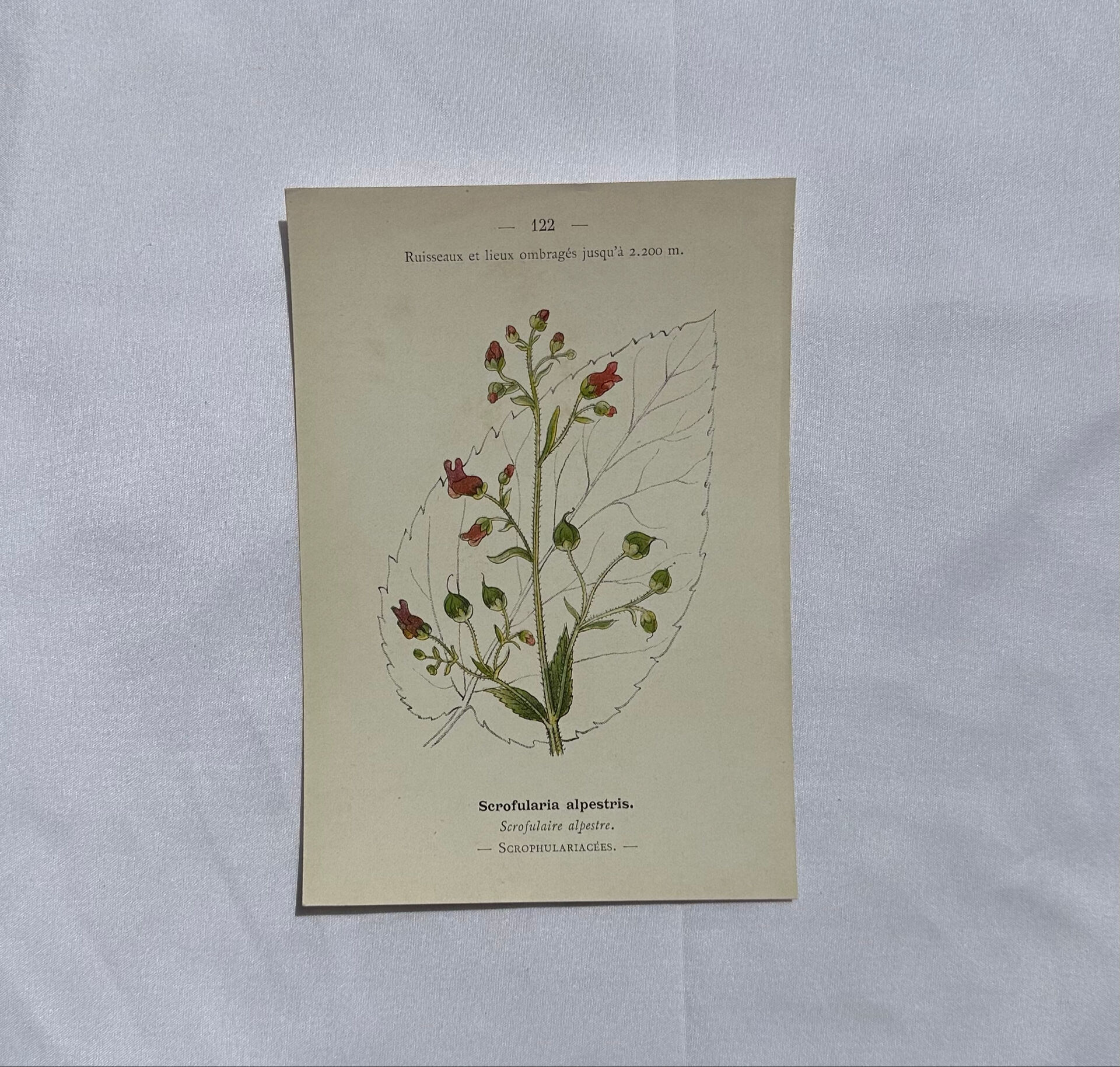 Botanical plate naturalist engraving flower plant double-sided