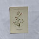 Botanical plate naturalist engraving flower plant double-sided