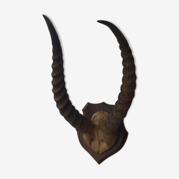 Ancient antelope trophy