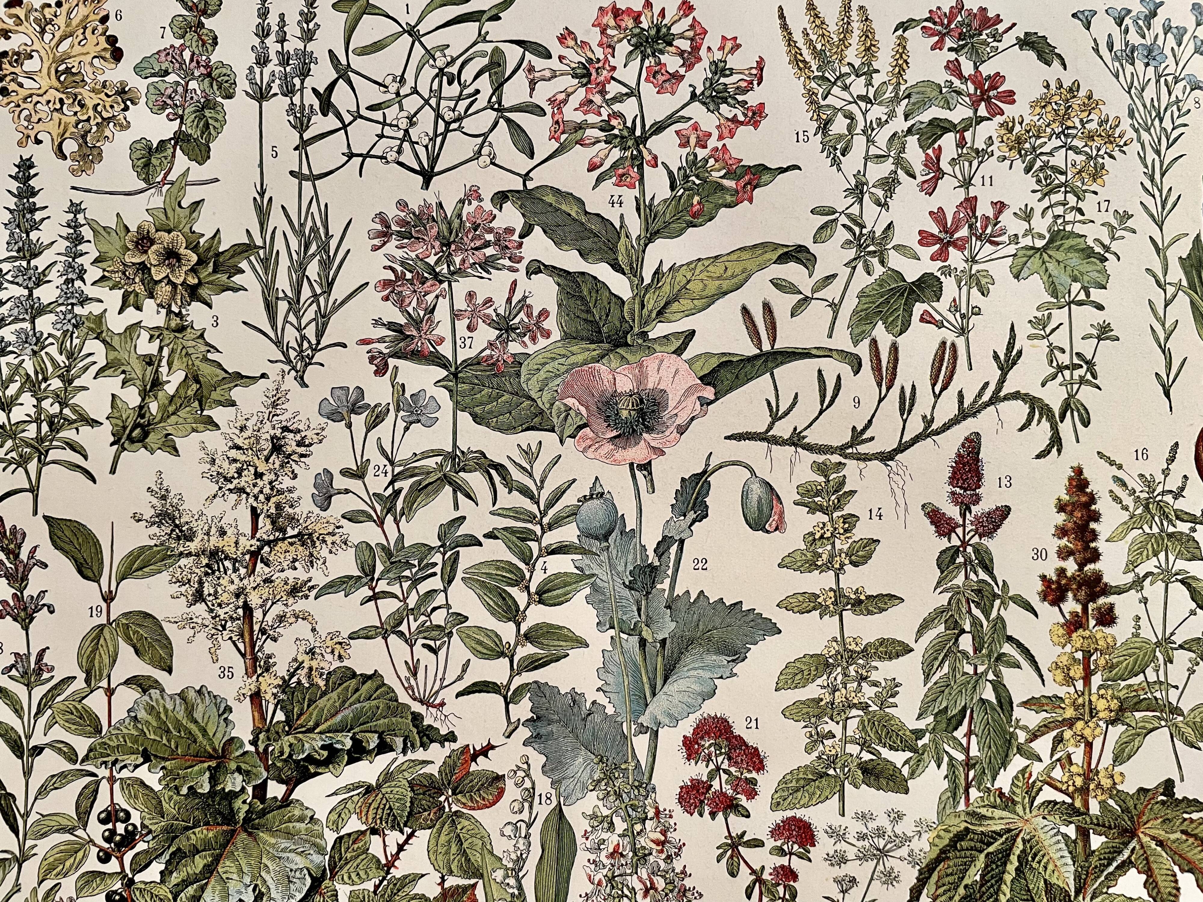 Lithograph on medicinal plants (mistletoe), 1930