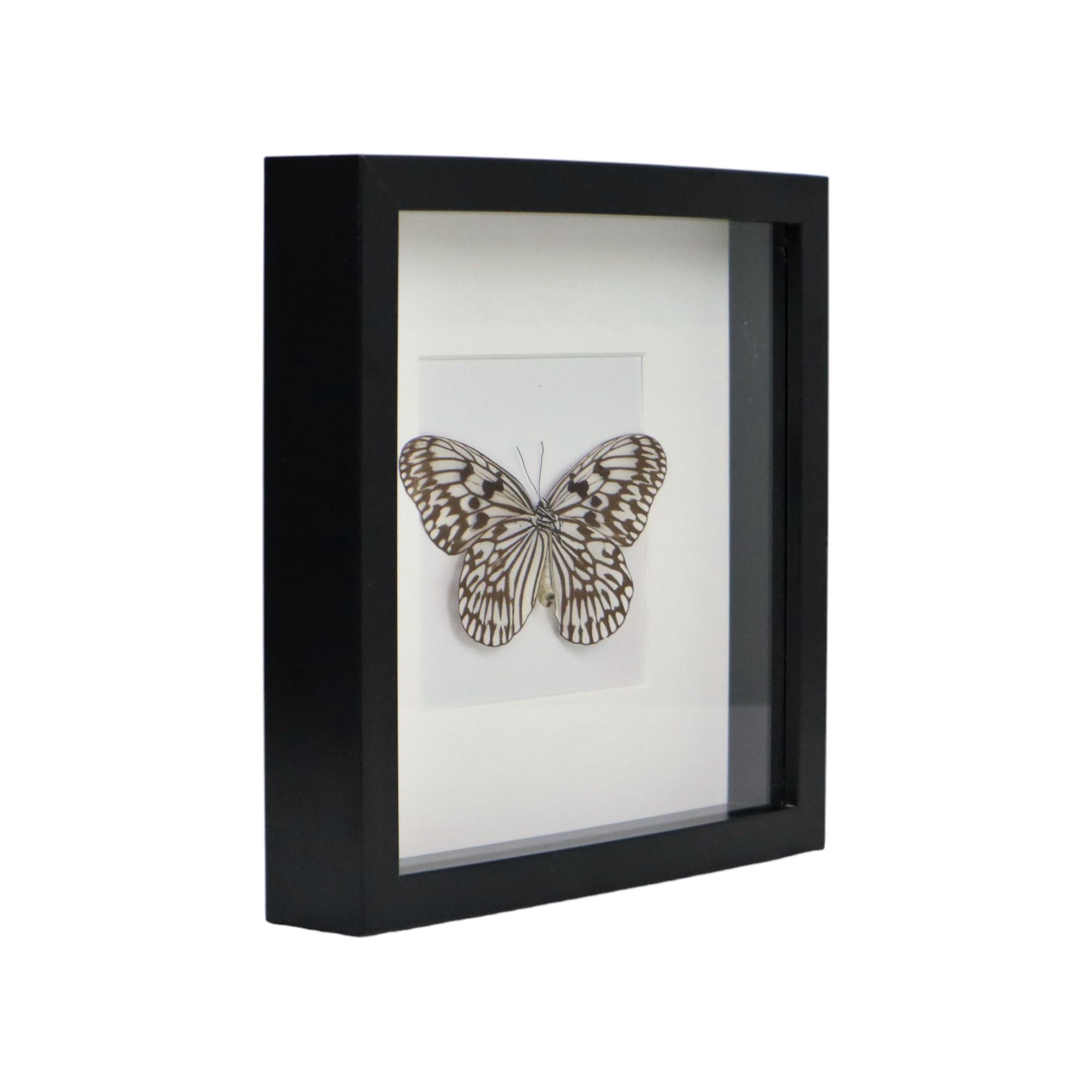 Asian Butterfly in Black Wooden Frame Insect Taxidermy Idea Idea