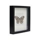 Asian Butterfly in Black Wooden Frame Insect Taxidermy Idea Idea