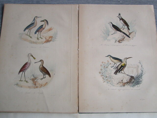 Set of 4 engravings of old birds to frame