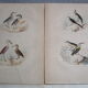 Set of 4 engravings of old birds to frame