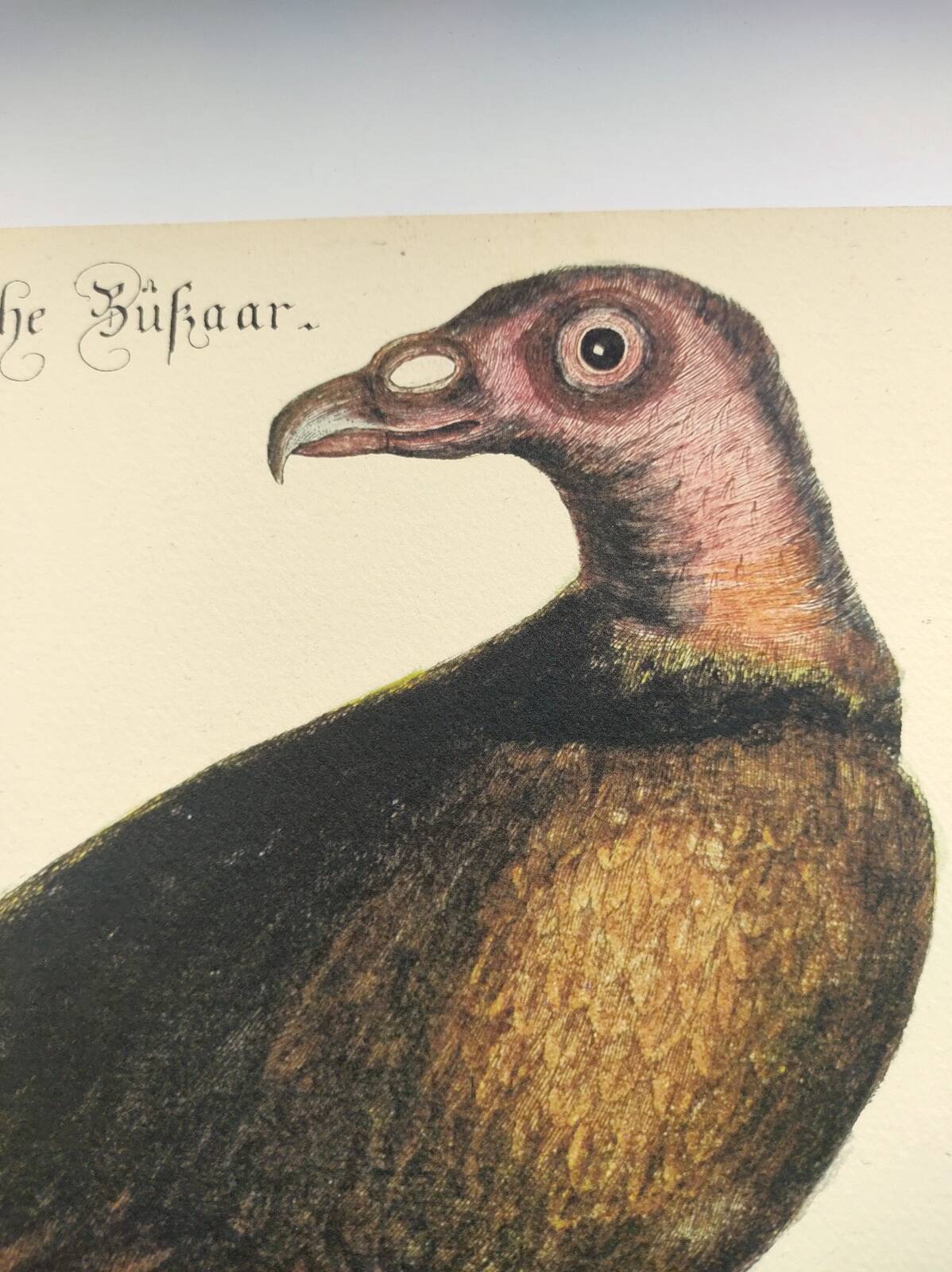 Old bird engraving - Hawk with peacock figure - Zoological plate by Seligmann & Catesby