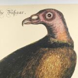 Old bird engraving - Hawk with peacock figure - Zoological plate by Seligmann & Catesby