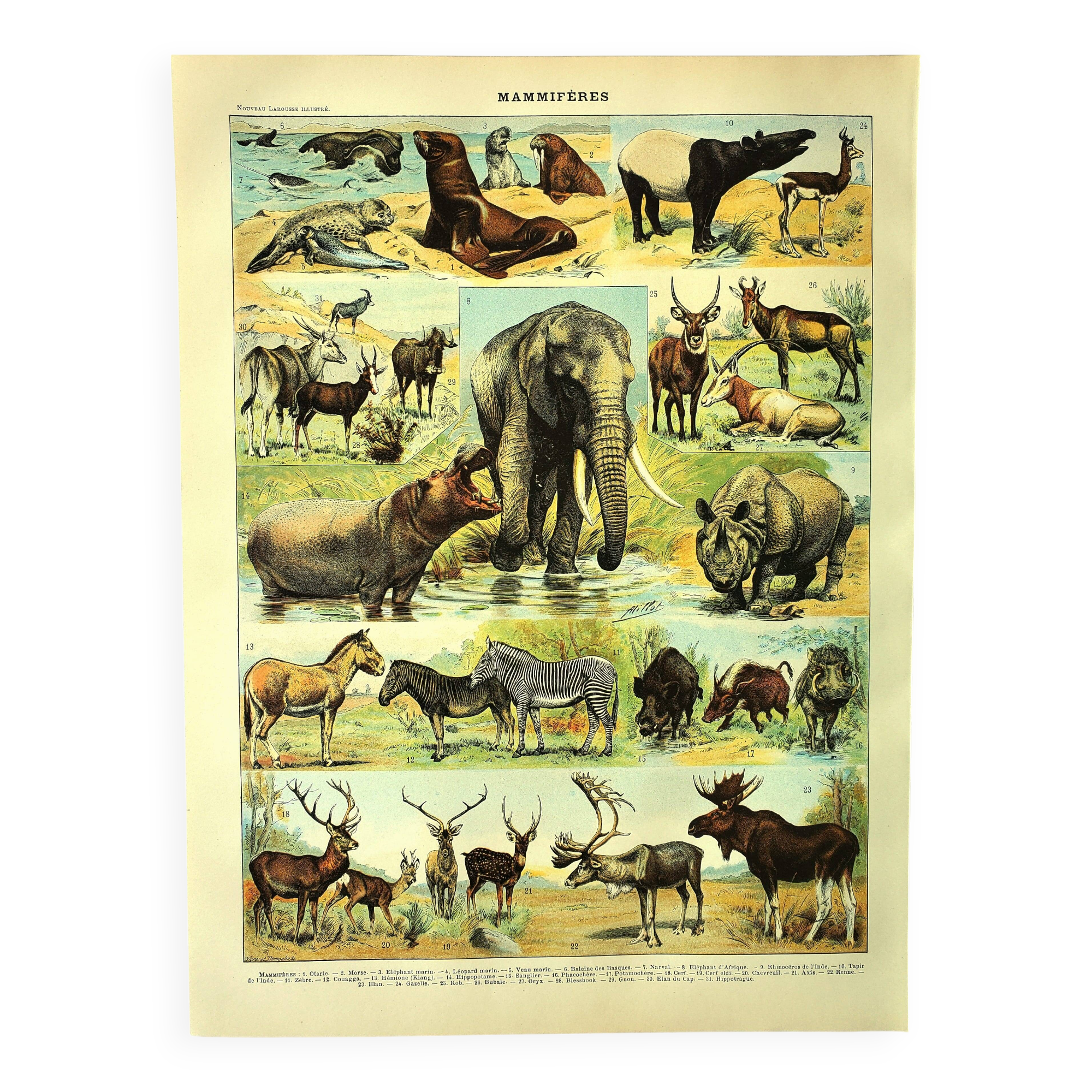 Antique engraving 1897 A. Millot - Mammals 1, animals, zoology