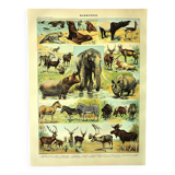 Antique engraving 1897 A. Millot - Mammals 1, animals, zoology