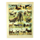 Antique engraving 1897 A. Millot - Mammals 1, animals, zoology