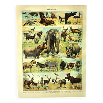 Antique engraving 1897 A. Millot - Mammals 1, animals, zoology