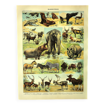 Antique engraving 1897 A. Millot - Mammals 1, animals, zoology