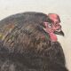 Black hen and her chicks, pastel on paper signed Hélène Rivière