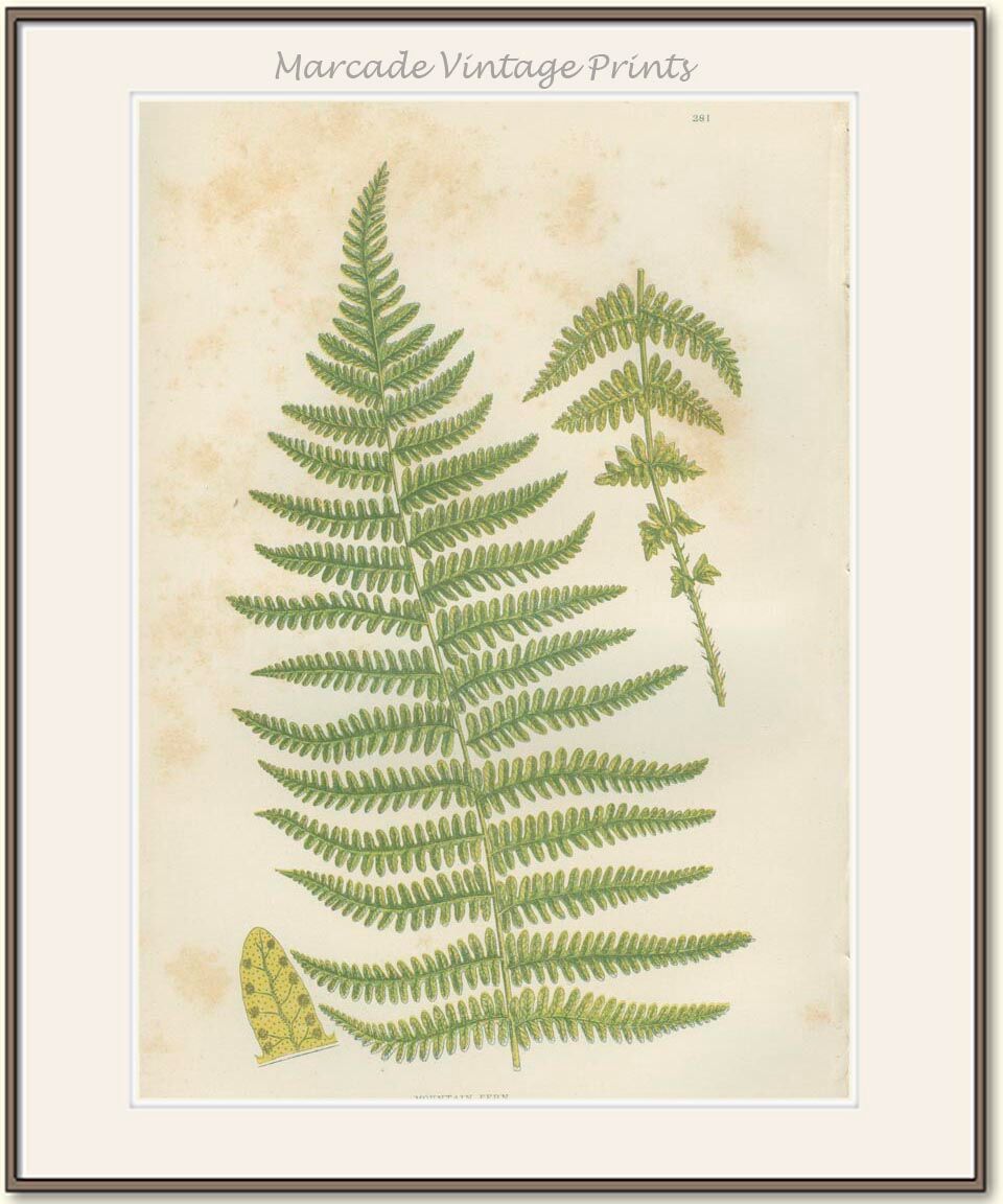 Botanical fern boards: Rigid Lastrea and Mountain Ferns, (ref 281/2)