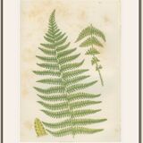 Botanical fern boards: Rigid Lastrea and Mountain Ferns, (ref 281/2)