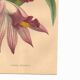 Botanical Engraving 1871 - Thunia Orchid - Flower, Antique Lithograph