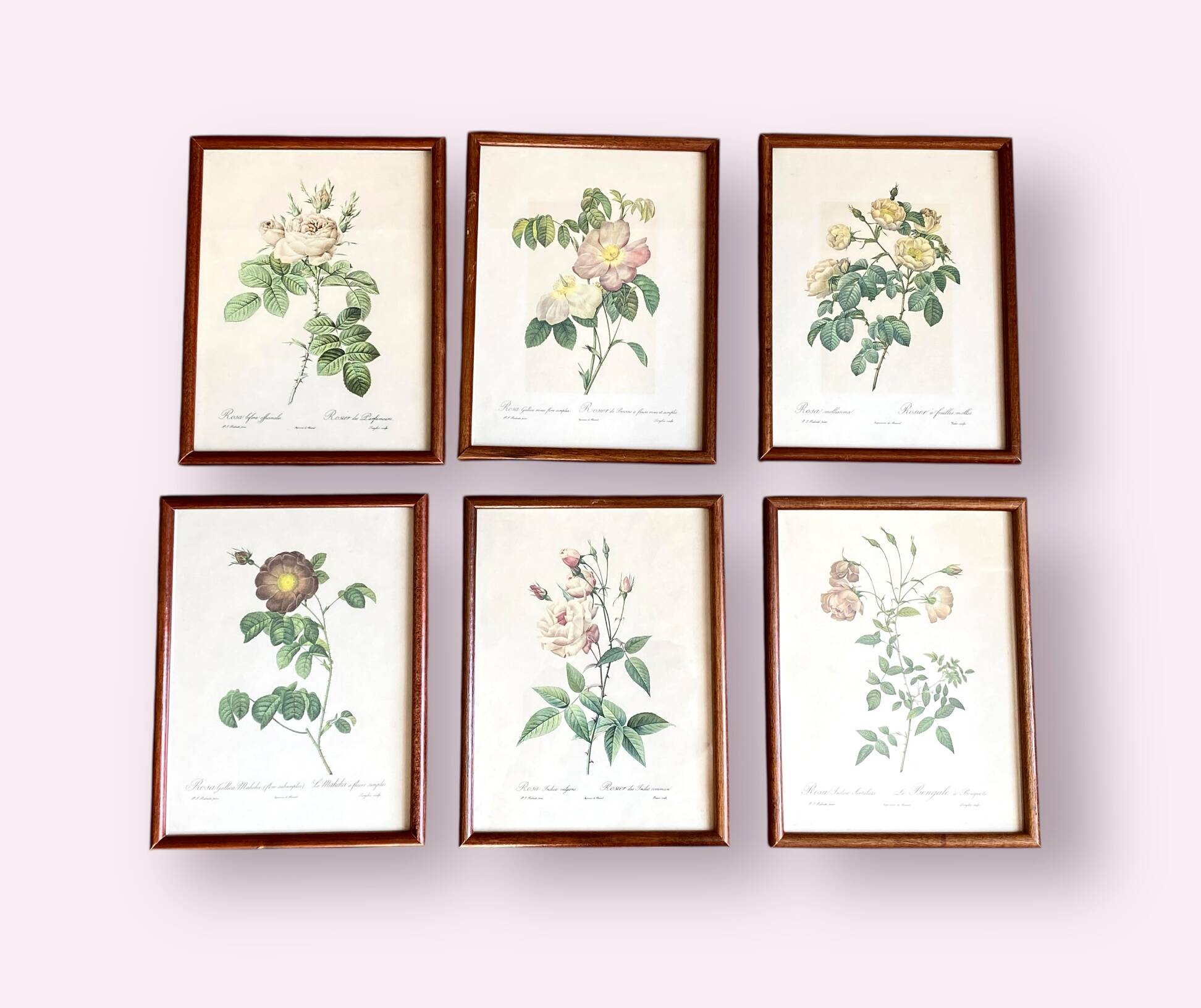 Composition of 6 botanical plates of roses / rose bushes by Joseph Redouté