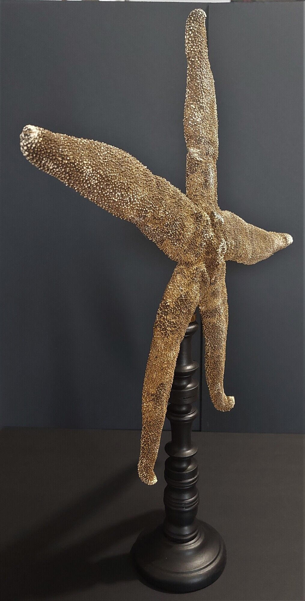 Giant starfish thromidia catalai on pedestal