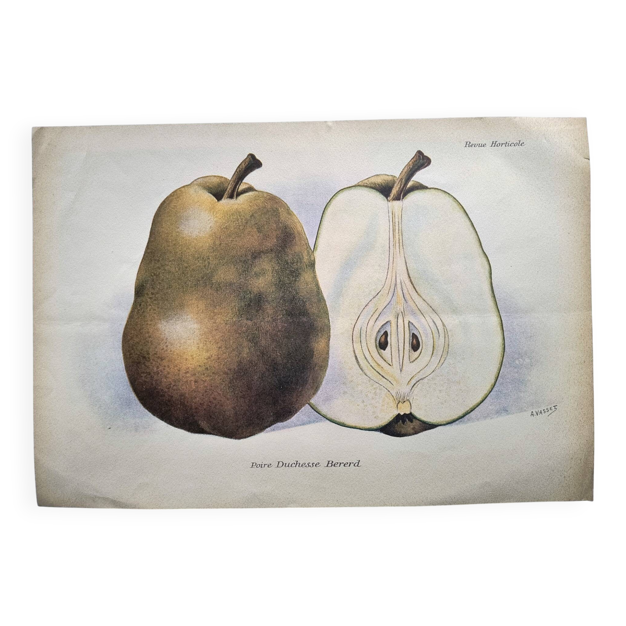 Antique botanical engraving from 1922 by A.Vasset • Duchess pear • fruit
