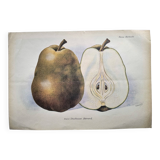 Antique botanical engraving from 1922 by A.Vasset • Duchess pear • fruit