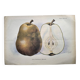 Antique botanical engraving from 1922 by A.Vasset • Duchess pear • fruit