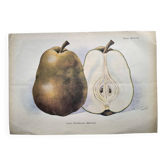Gravure Botanique ancienne de 1922 par A.Vasset • Poire Duchesse  • fruit