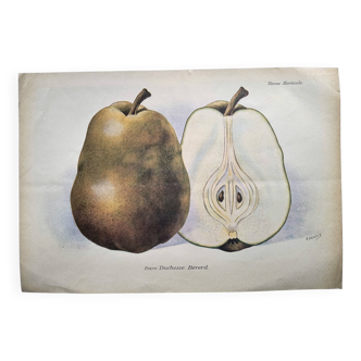 Antique botanical engraving from 1922 by A.Vasset • Duchess pear • fruit