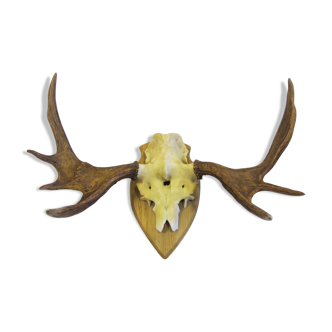 Hunting trophy horns of momentum