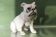 Dog, bulldog, in terracotta from Bavent