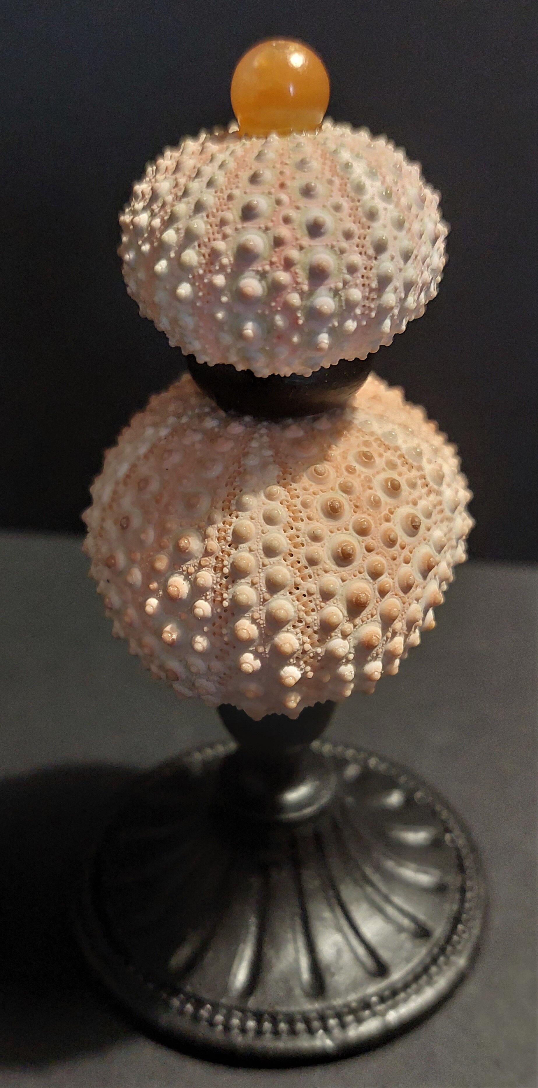 Cabinet of Curiosities sea urchins paracentrotus lividus on pedestal