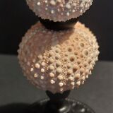 Cabinet of Curiosities sea urchins paracentrotus lividus on pedestal