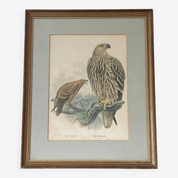 Cadre lithographie de Henry Eeles Aquila Adalberti et Aquila Mogilnik (Aigles) 1871-1896  ACC-7070