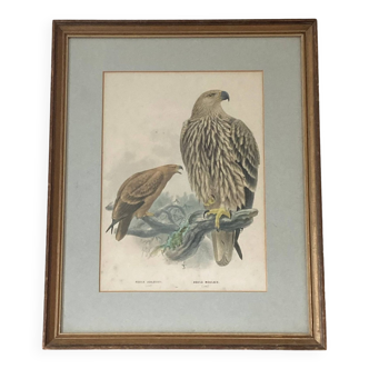 Frame lithograph by Henry Eeles Aquila Adalberti and Aquila Mogilnik (Eagles) 1871-1896 ACC-7070