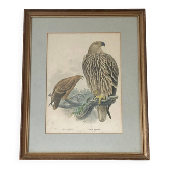 Cadre lithographie de Henry Eeles Aquila Adalberti et Aquila Mogilnik (Aigles) 1871-1896  ACC-7070